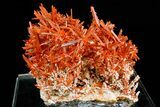 Vibrant Orange Crocoite Crystal Cluster - Stunning Specimen! #182743-2